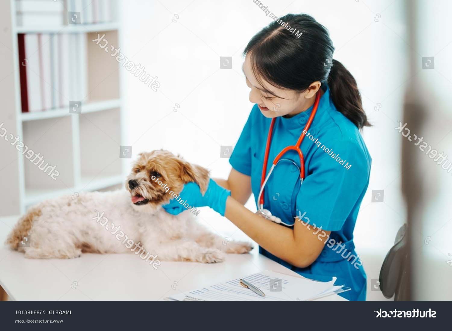 stock-photo-a-man-takes-his-sick-small-dog-to-the-vet-for-a-health-check-at-the-hospital-desk-the-veterinarian-2583486101 edit
