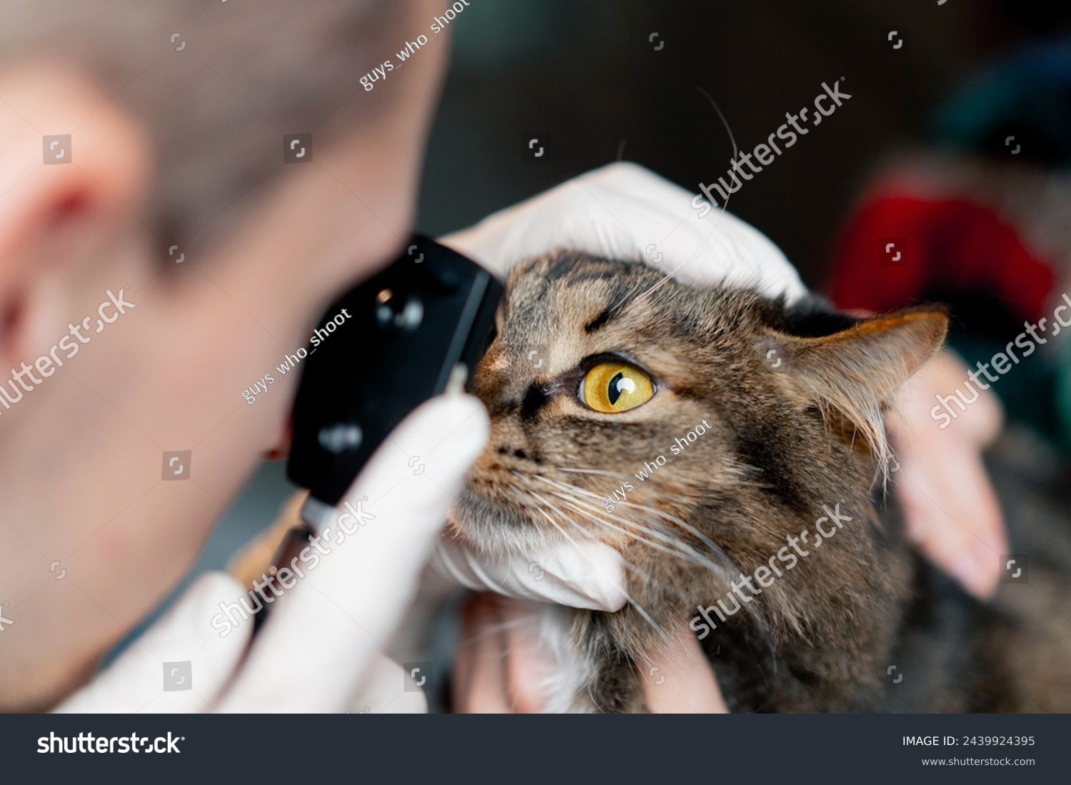 stock-photo-close-up-in-a-veterinary-clinic-veterinarian-doctor-checks-the-condition-of-the-cat-s-eyes-2439924395